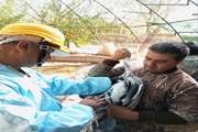 پرندگان دهکده طبیعت باراجین قزوین علیه بیماری آنفلوانزا توسط دامپزشکی واکسینه شدند